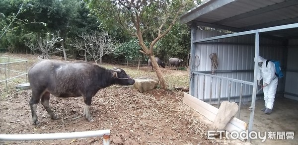 ▲陽管處將受傷母女水牛被運至金山，新北市府不知情。（圖／動保處）