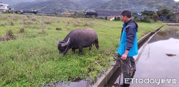 ▲陽管處將受傷母女水牛被運至金山，新北市府不知情。（圖／動保處）