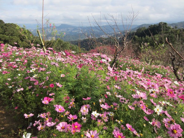 ▲杏花林休閒農場,福田園教育休閒農場,白石森活休閒農場。（圖／北市產發局提供）