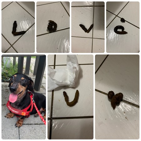 ▲▼臘腸犬用便便排出「LOVE U♥」跟媽媽告白。（圖／有點毛毛的／網友PengYu Chu提供）