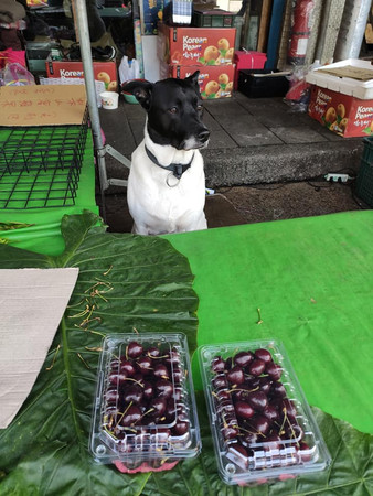 ▲▼剩兩盒櫻桃滯銷！敬業店長「顧到菜市場沒人」　背影萌暈千人。（圖／有點毛毛的／網友桔梗花提供）