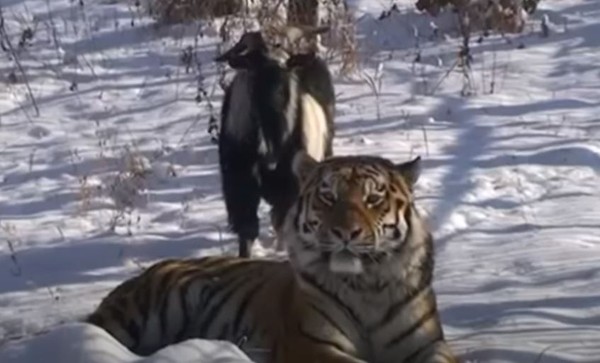 ▲▼動物園幫老虎慶生趕進一頭活山羊　隔天管理員：牠收了小弟。（圖／翻攝自動物園YouTube／safaripark25.TV）