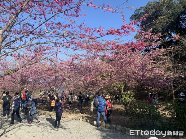 ▲高雄寶山櫻花盛開             。（圖／高雄市原民會提供）