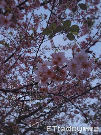 ▲高雄寶山櫻花盛開             。（圖／高雄市原民會提供）