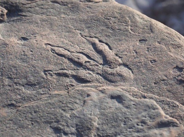 ▲▼4歲女童懷爾德發現的恐龍腳印化石相當清晰。（圖／翻攝自推特／加的夫國家博物館）