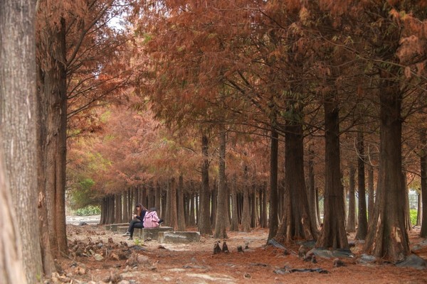 ▲▼六甲落羽松季正式登場。（圖／《旅人狂潮就愛趴趴照》提供）