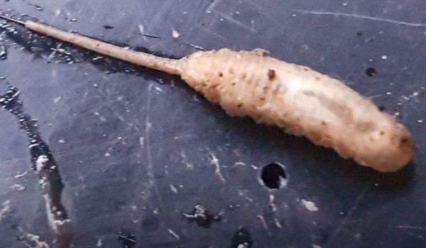 ▲▼泰國一名男子在家中發現一種半鼠半蟲的超噁生物。（圖／翻攝自YouTube／London Worms & Garden）