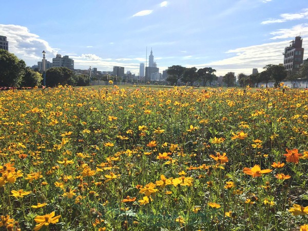 ▲北市府水利處近來在美堤河濱公園、成美左右岸河濱公園佈置上花海，即日起至2月上旬最美。（圖／水利處提供）