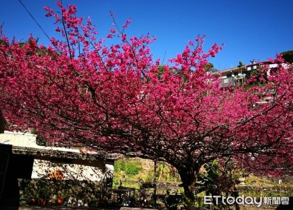 ▲屏東縣霧台花王去年盛開景象             。（圖／讀者提供，以下同）