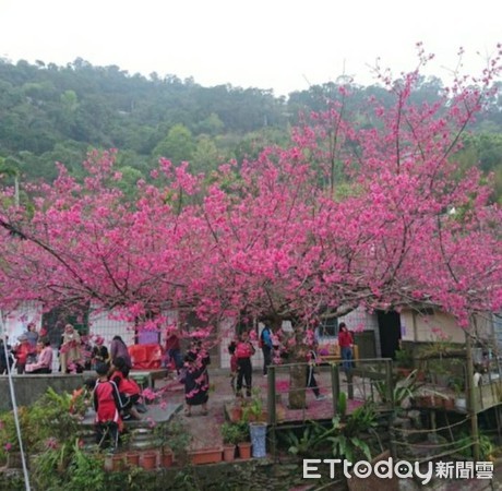 ▲屏東縣霧台花王去年盛開景象             。（圖／讀者提供，以下同）