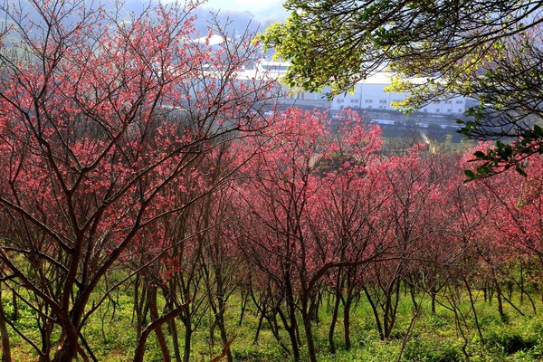 ▲楊梅「秀才登山步道」櫻花正美。（圖／網友陸春心提供，請勿隨意翻拍，以免侵權）