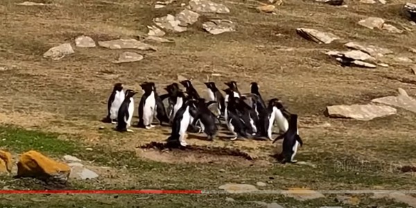 ▲森德爾斯島的兩群企鵝相遇，有一隻天兵企鵝跟錯群。（圖／翻攝自YouTube／The Southern Barlows）