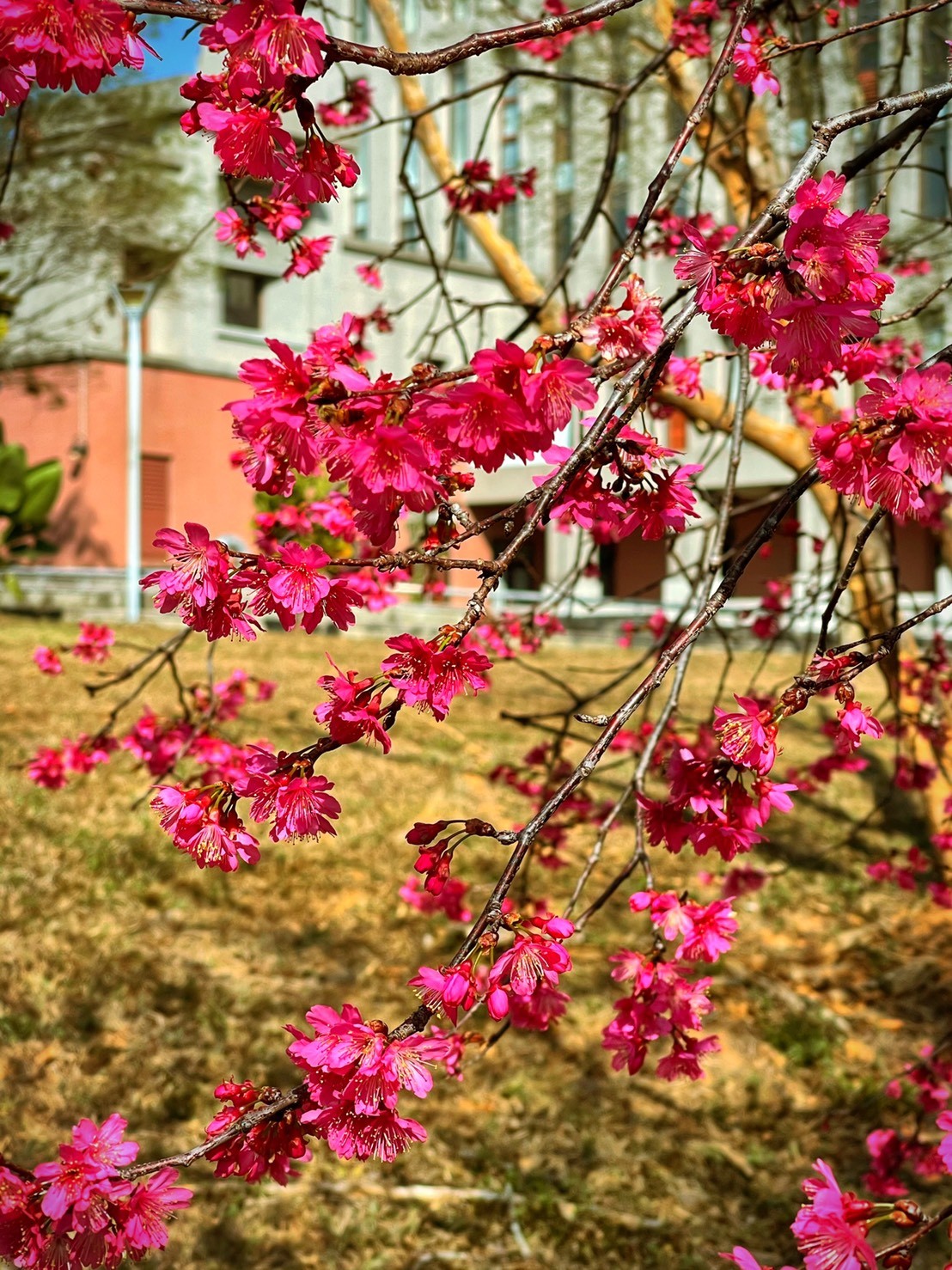 ▲▼  暨大櫻花季登場！「八重櫻、昭和櫻、枝垂櫻」千株櫻花遍布校園　    。（圖／暨南大學提供）