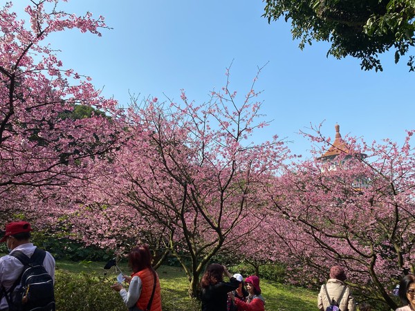 ▲天元宮櫻花花況。（圖／淡水區公所提供）