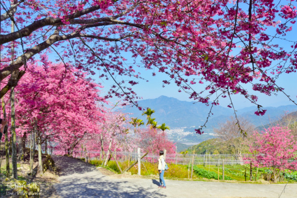 ▲▼ 南投阿本農場櫻花大爆開。（圖／《飛翔在天際》提供）