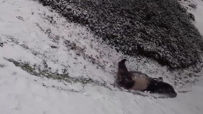 躺著玩趴著玩還是滑雪好玩！動物園積厚雪　熊貓爽玩「天然溜滑梯」