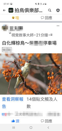 ▲拍鳥俱樂部負責人黃蜀婷指出，「輝椋鳥」係強勢外來種鳥類，性兇猛有地域性，會攻其他鳥類，令鳥友頗為憂心，會有「生態失衡之虞」。（圖／拍鳥俱樂部提供，下同）