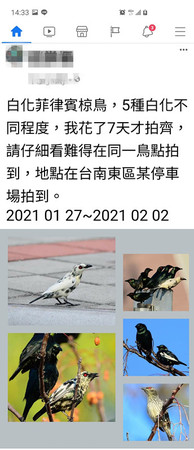 ▲拍鳥俱樂部負責人黃蜀婷指出，「輝椋鳥」係強勢外來種鳥類，性兇猛有地域性，會攻其他鳥類，令鳥友頗為憂心，會有「生態失衡之虞」。（圖／拍鳥俱樂部提供，下同）