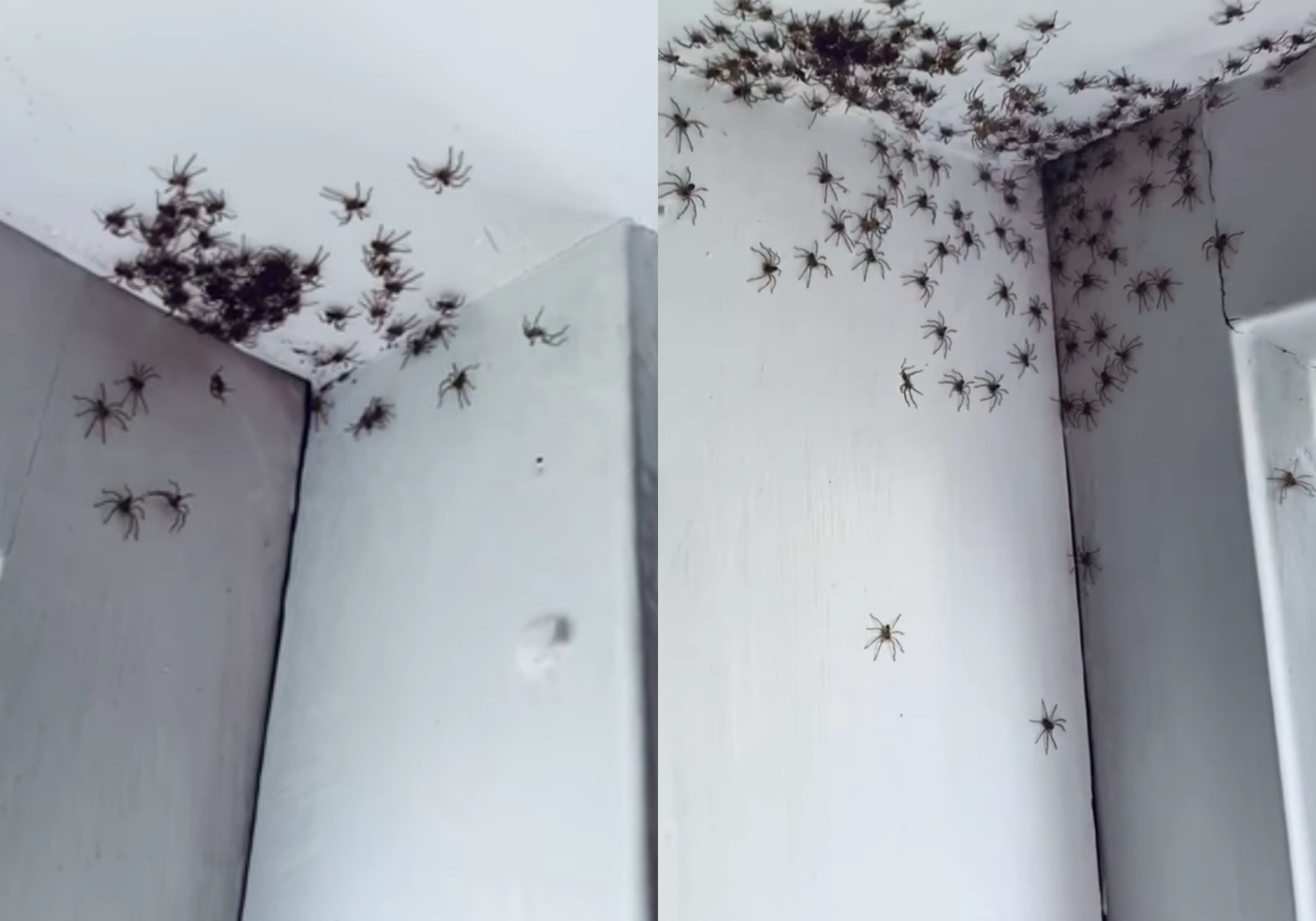 ▲▼    房間有蜘蛛 。（圖／翻攝自推特）