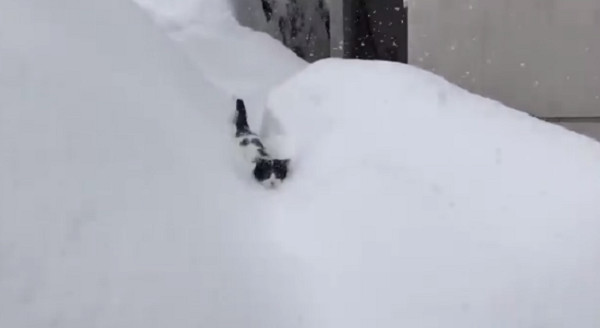 ▲▼旅館店貓大雪中迎接客人！　露一顆頭「剷雪開道」萌暈百萬人。（圖／翻攝自Twitter:kiriya_ryokan）