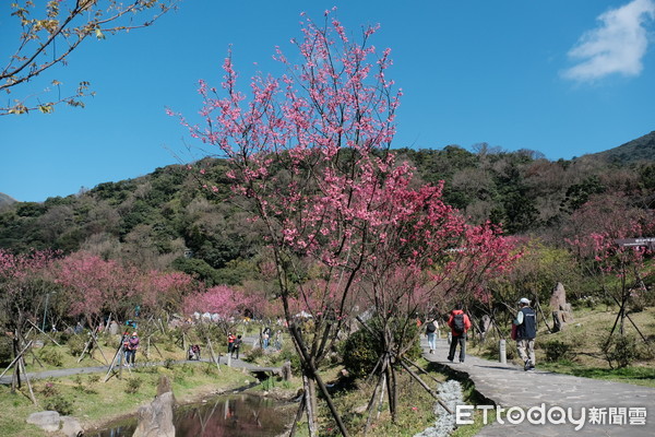 ▲2021陽明山花季。（圖／記者彭懷玉攝）