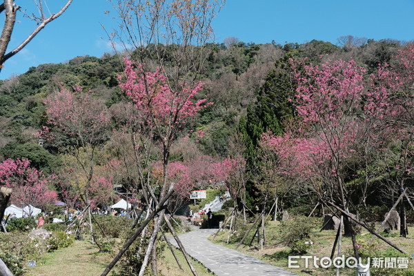 ▲2021陽明山花季。（圖／記者彭懷玉攝）