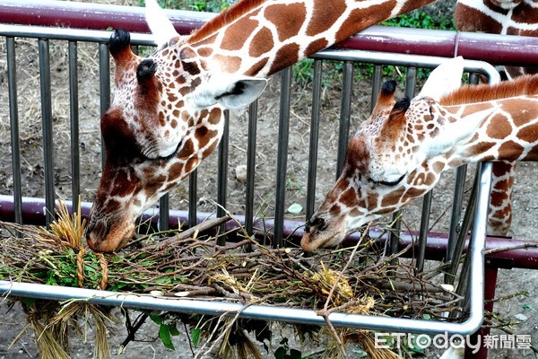 ▲▼除舊佈新迎新年~動物食具大不同。（圖／臺北市動物園提供，下同）