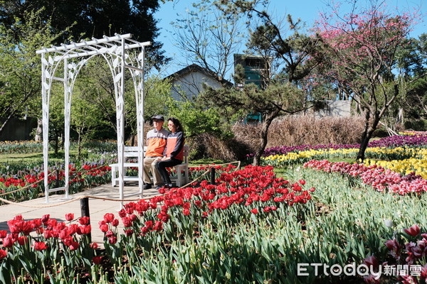 ▲「花卉試驗中心」內鬱金香及櫻花2/5花況。（圖／記者彭懷玉攝）