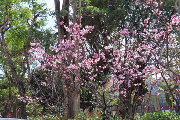 ▲士林120綠地櫻花。（圖／公園處提供）