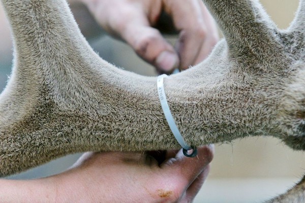 ▲▼紐西蘭鹿業局駐台代表Seamus解釋紐國鹿茸的產製標準。（圖／記者游宗樺翻攝）