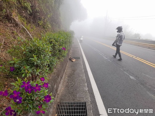 ▲▼騎士北宜公路兜風撞死山羌。（圖／記者陳雕文翻攝）