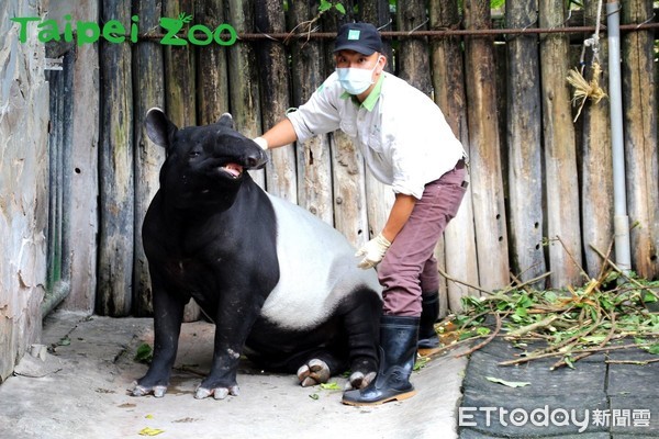 ▲▼馬來貘。（圖／台北市立動物園提供）