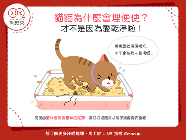 貓主子埋便便＝喵喵愛乾淨？為不被「敵人」發現　貓兒自己拉屎自己埋