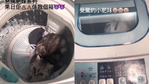 Punish the cat in the washing machine!Actress sister “press the boot to rotate for 14 seconds” struggling and the screen is scolded | ETtoday Xingguang Cloud | ETtoday News Cloud