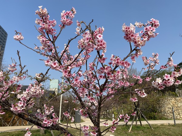 ▲護城河燈飾,新竹公園櫻花,南寮旅服中心。（圖／新竹市政府提供）