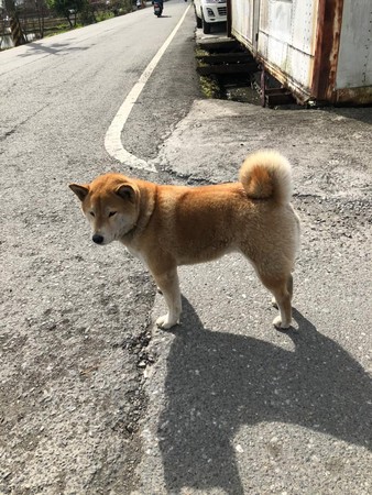 ▲▼萌翻！柴犬街頭跳上車 騎士被迫載兜風。（圖／翻攝自宜蘭知識+）