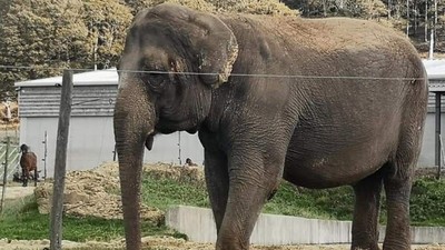 馬戲團虐打50年！母象「以為自己是世界最後一隻象」　網心疼連署送她見家人