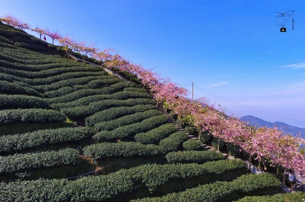 ▲▼軟鞍八卦茶園櫻花開了。（圖／《飛翔在天際》提供）