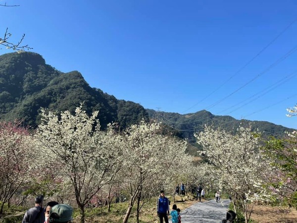 ▲三峽大熊櫻花林花開好開滿。（圖／翻攝自三峽大熊櫻花林粉專）