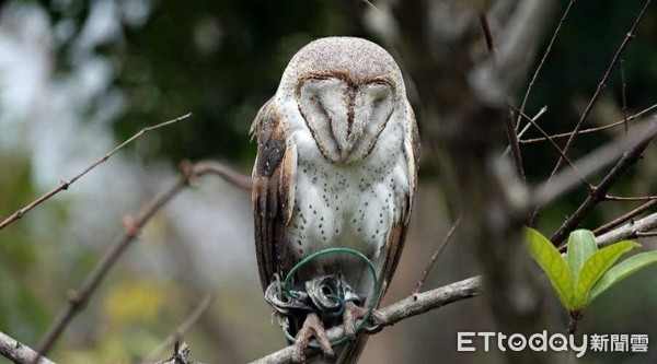 ▲棄養還飛失？消瘦倉鴞「銬腳環」流浪大安公園　獲救2小時脫水亡。（圖／鳥友趙永裕提供）