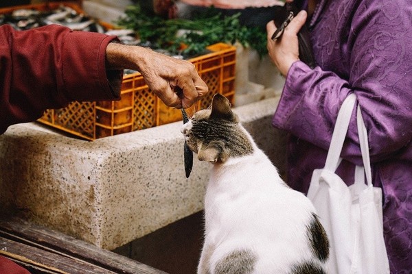 美國寵物食品協會三大指南 教你避開毛孩飲食地雷區（圖／美國寵物食品協會提供）