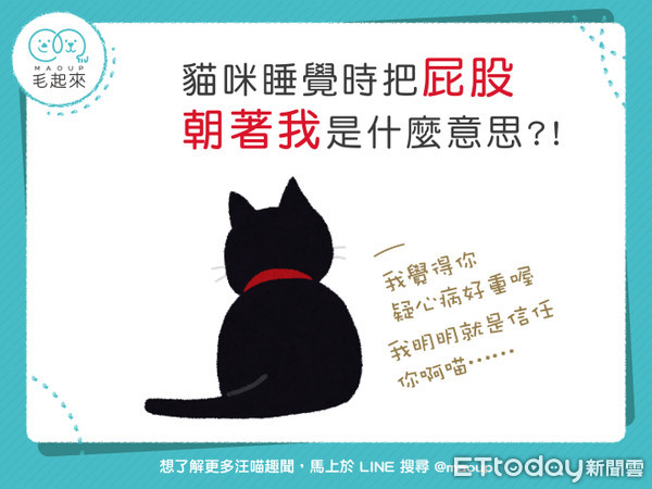 為什麼貓總用屁股朝著我？知道這些真相會更愛牠！