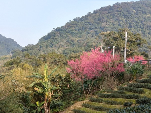 ▲貓空樟樹步道魯冰花,貓空,。（圖／大地工程處提供）