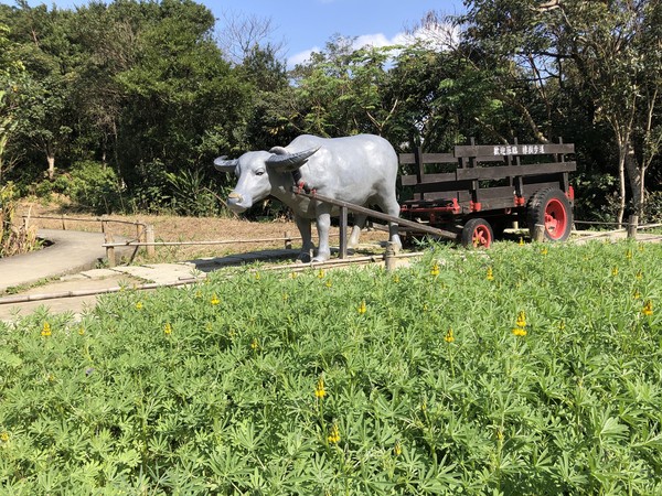 ▲貓空樟樹步道魯冰花,貓空,。（圖／大地工程處提供）