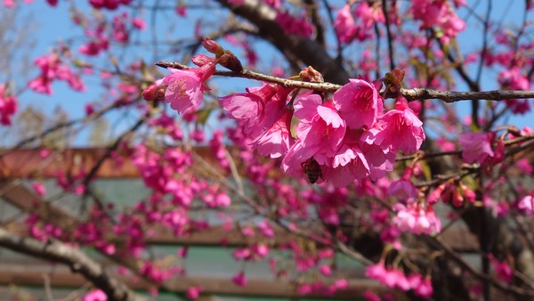 ▲貓空樟樹步道魯冰花,貓空,。（圖／大地工程處提供）