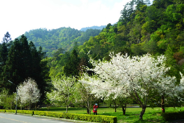 ▲▼          奧萬大,賞櫻,旅遊,過年