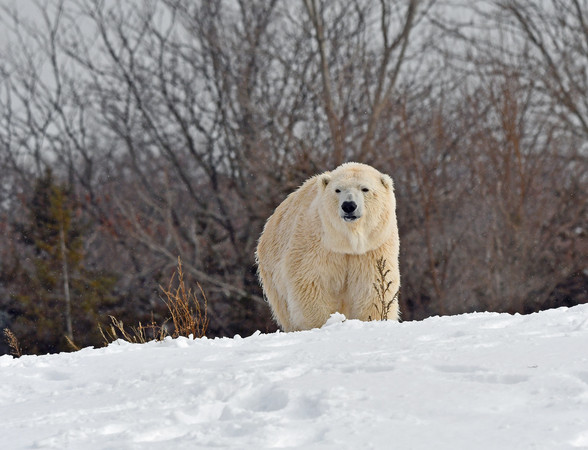 ▲▼底特律動物園北極熊安娜娜。（圖／翻攝自Facebook／Detroit Zoo）