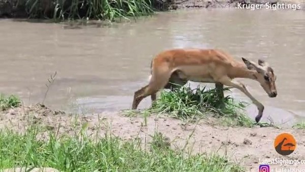 ▲▼羚羊遭到水中鱷魚咬住拼命掙扎。（圖／翻攝自Instagram／@latestkruger）