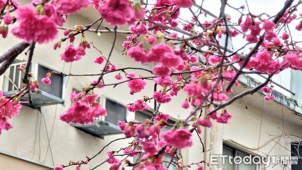 ▲▼新北市三峽老街旁的櫻花盛開，不少民眾到老街順道看櫻花，拍照。（圖／記者呂佳賢攝）