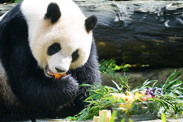 ▲▼圓仔：圓寶妹妹還在睡！錯過這些美食了。（圖／台北市立動物園提供）